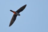 Gallery Red Footed Falcon