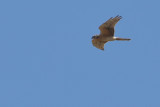Gallery Pallid Harrier