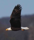 12 Bald Eagle 03-22-17.jpg