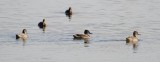 Freckled Duck (Stictonetta naevosa)