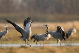 Cranes / Tranor