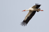 Herons, storks and ibises / Hägrar, storkar och ibisar