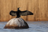 Gannets & Cormorants / Sulor & Skarvar