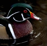 Birds Wood Ducks