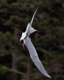 Caspian Terns