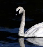 Mute Swans + Signets