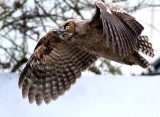 Birds Owls