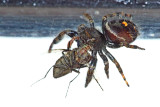 Insects, Worms and Arachnids