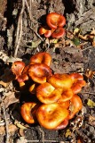 Fungi, Non-Flowering and Other Plants
