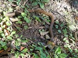 Reptiles and Amphibians