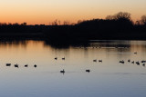 Ducks, Geese, Swans and Pelicans