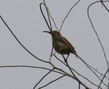 Spectacled Spiderhunter