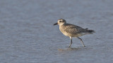Grey Plover