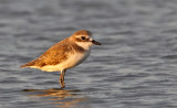 Mongolian Sand Plover (Lesser Sand Plover)