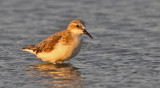Red-necked Stint