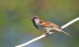 House Sparrow