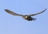 2017 Peregrines Other