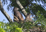 2017 Bald Eagles