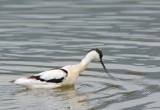 avocets
