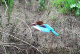 kingfishers