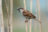 sparrows