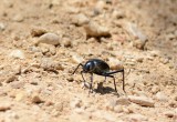 insects