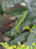 PZ260010 Still finding prey on this asclepias plant