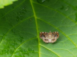 PZ260020 On a hydragea leaf