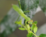 PZ260024 Talk about shallow depth of field!