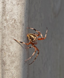 SIL10113 I encouraged the spider to move from the mailbox opener