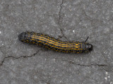 SIL30121 yellow and black striped caterpillar