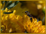 Strange Behavior from Wasp