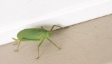IMG_4254 Katydids have long antennae