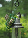 Makeshift spot for suet holder