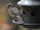 DSC01279 female cardinal