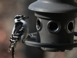 DSC01783 female downy woodpecker
