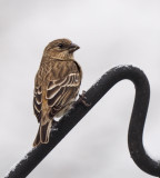 PZ090249 female house finch.jpg