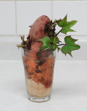 Sweet potato