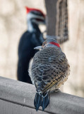 DSC05756 waiting flicker