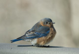 DSC05787 bluebird