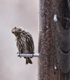 P2060019 pine siskin - I think!