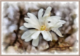 Star Magnolia