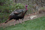 DSC08372 So that's who's making all that rustling noise in our woods!
