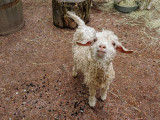 lamb