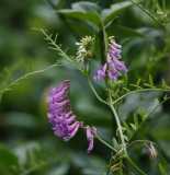 DSC02300_vetch