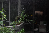 DSC03373 What a thunder storm we had late yesterday afternoon