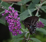 DSC03532 Black Swallowtail Butterfly