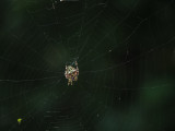 P8080156 Same spider and web with Panasonic 100-400