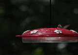 How hummers drive me crazy