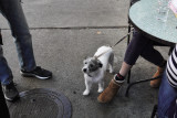 Charming Jack Russell Mix
